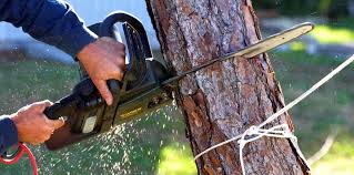 Best Fruit Tree Pruning  in Sacaton, AZ