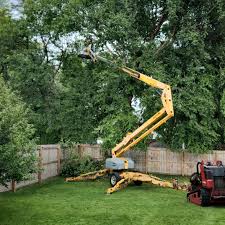 Best Tree Removal  in Sacaton, AZ