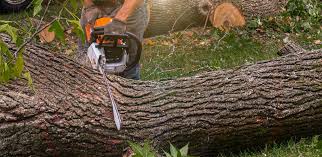 Best Grass Overseeding  in Sacaton, AZ