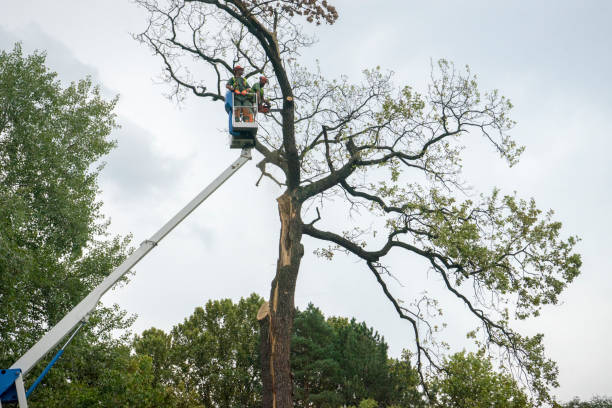 Best Tree Health Inspection  in Sacaton, AZ