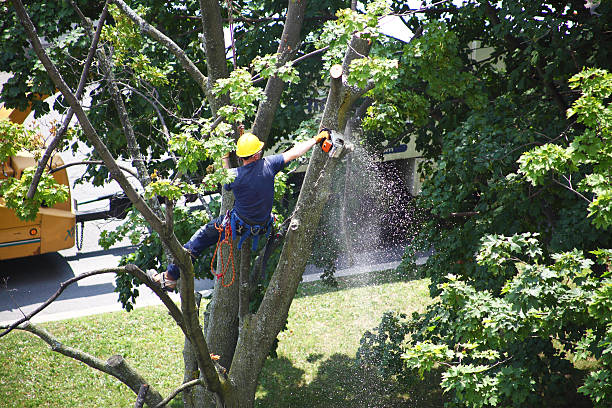 How Our Tree Care Process Works  in  Sacaton, AZ